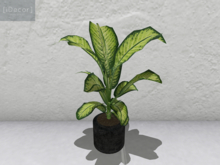 [iDecor] Tiger Plant