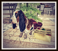 RHC Christmas Pup