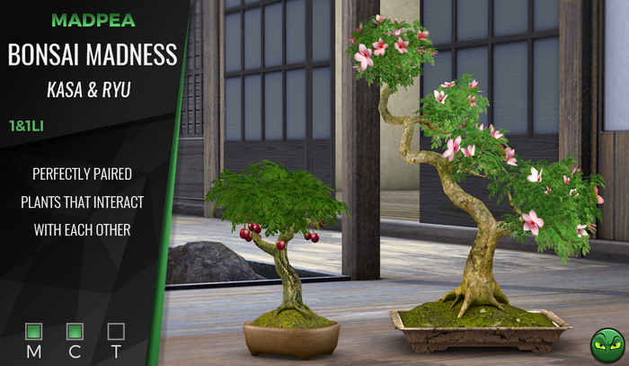 MadPea Bonsai Madness - Kasa & Ryu