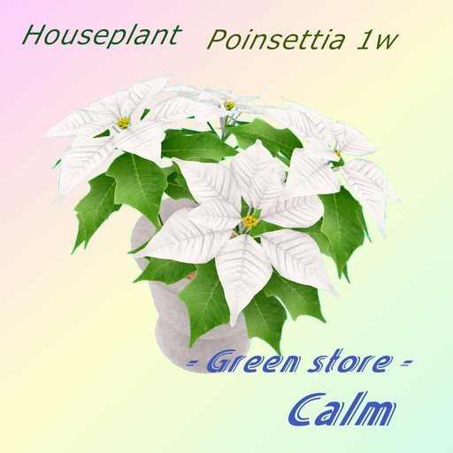 Poinsettia ha04 - 1w