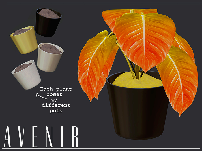 AVENIR: A Veitchii Mesh Plant -  SUNSET  -