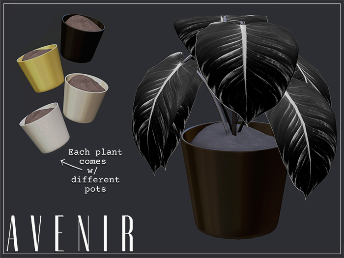 AVENIR: A Veitchii Mesh Plant - BLACK -
