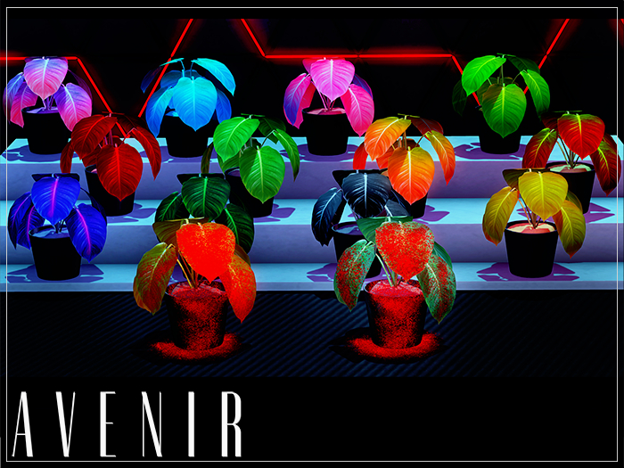 AVENIR: A Veitchii Mesh Plant - FATPACK -