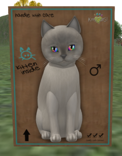KittyCatS Box - Burmese - Platinum - 7t M