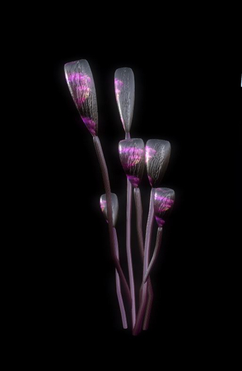 Alien rose blossoms 