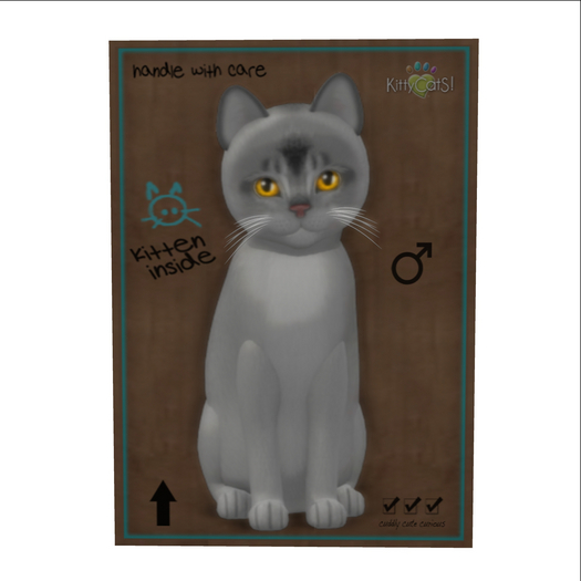 KittyCatS Box - New Born Kitten