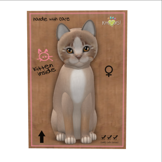 KittyCatS Box - New Born Kitten