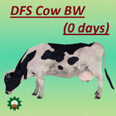 DFS Cow BW - 0 days old - actual item- promo price