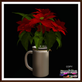 Christmas - Red Poinsettia on Jug