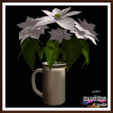 Christmas - White Poinsettia on Jug