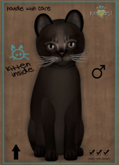 KittyCatS Box - Abyssinian - Dark Chocolate