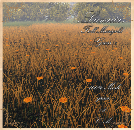 .Lunaria. Fall Marigold Grass 
