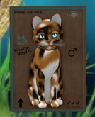 Maine Coon - Plush Calico petite