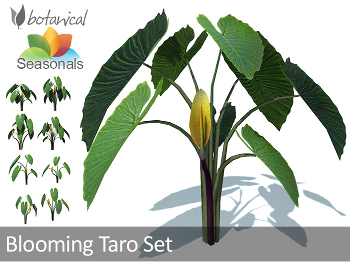 Botanical - Blooming Taro