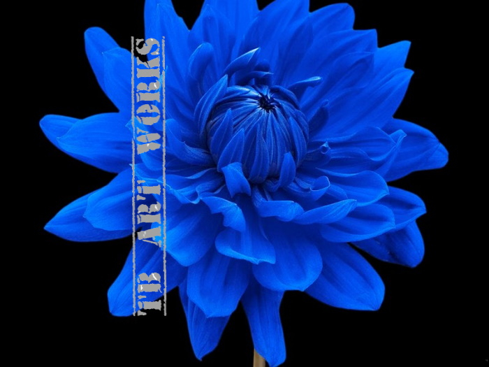 TB Flower Dahlia Blue 2 Picture/ Print