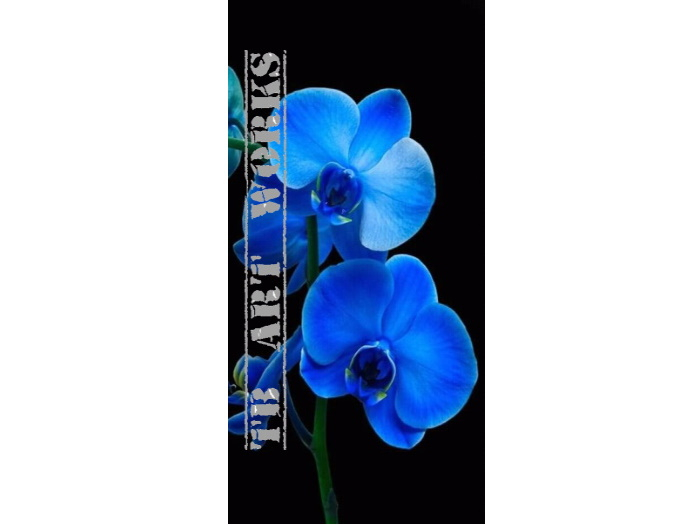 TB Flower Orchid Blue 1 Picture/ Print