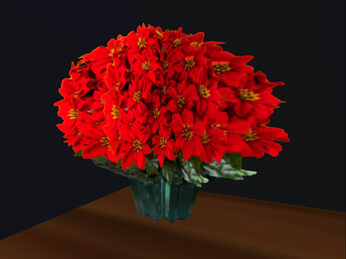 NEW Poinsetta plant 2021