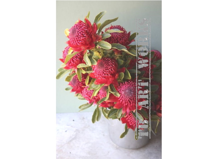 TB Australian Waratah Flowers