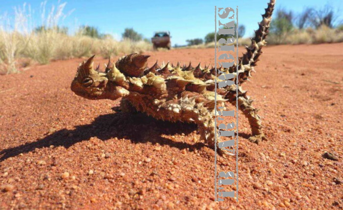 TB Australian Thorny Lizard