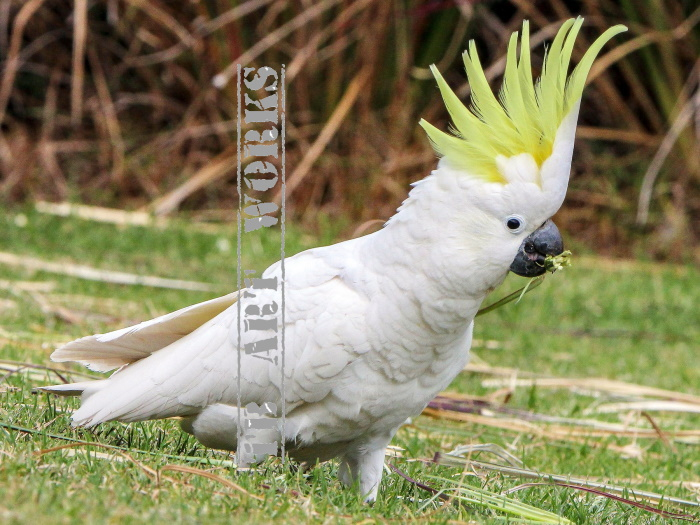 TB Australian Sulphur Crested Cockatoo