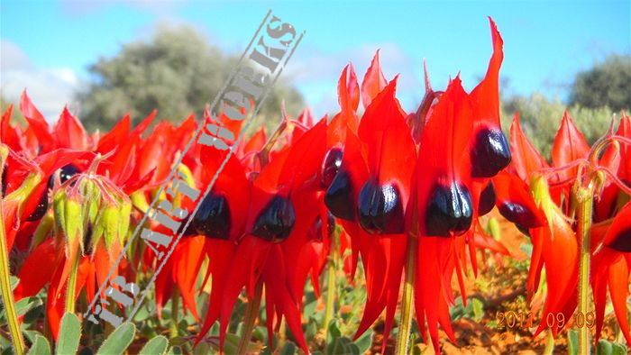 TB Australian Sturt Desert Pea