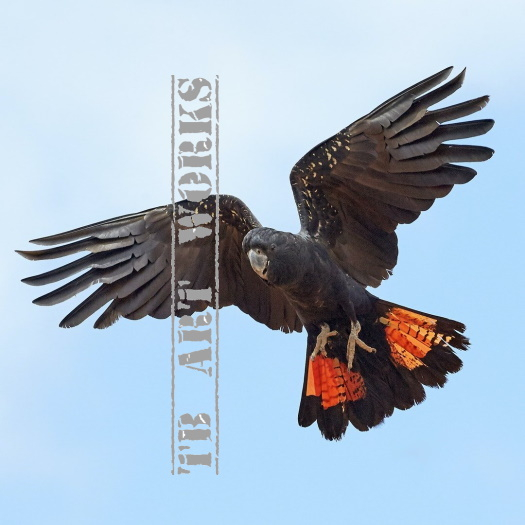 TB Australian Red Tailed Black Cockatoo