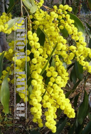 TB Australian Wattle Tree Flowers
