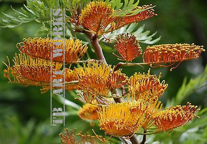 TB Australian Grevillea Robusta