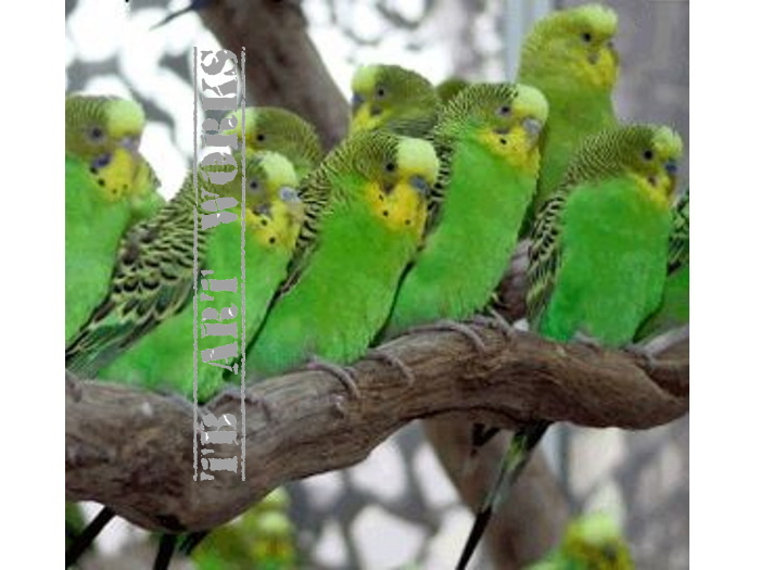 TB Australian Budgerigars