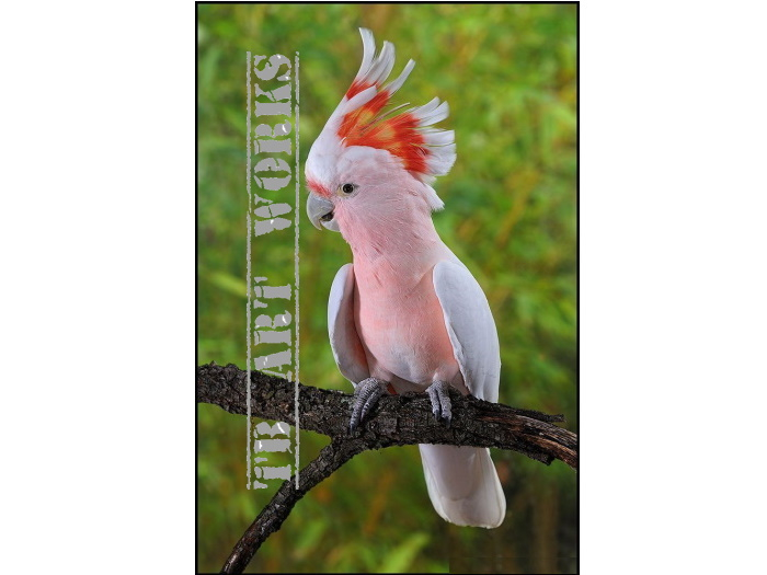 TB Australian Major Mitchell Cockatoo 1