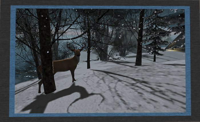 Deer Stare 