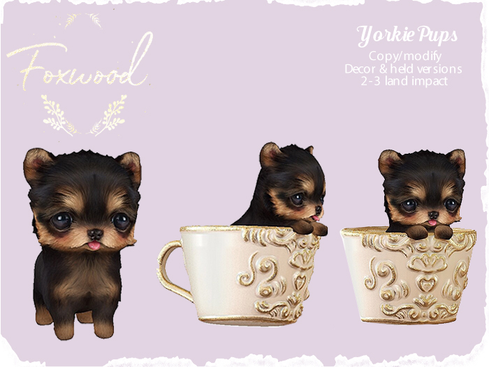 Foxwood - Yorkie Pup
