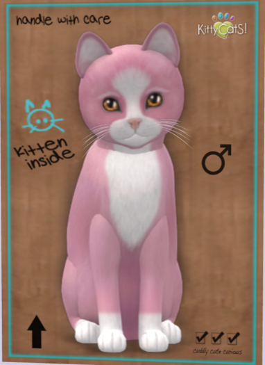 KittyCatS Box - New Born Kitten