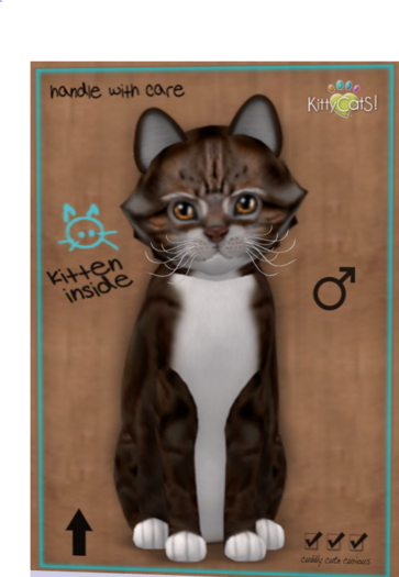 KittyCatS Box - New Born Kitten