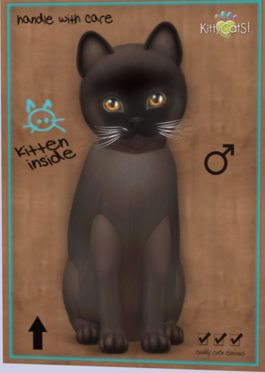 KittyCatS Box - New Born Kitten