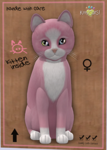 KittyCatS Box - New Born Kitten