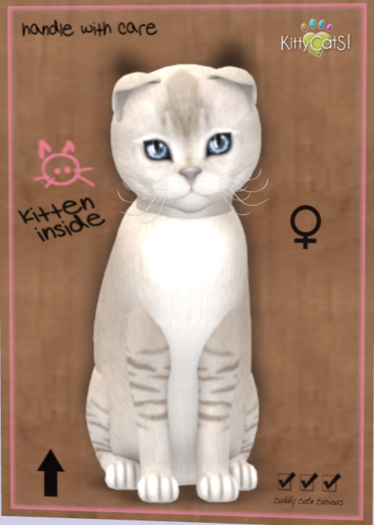 KittyCatS Box - New Born Kitten