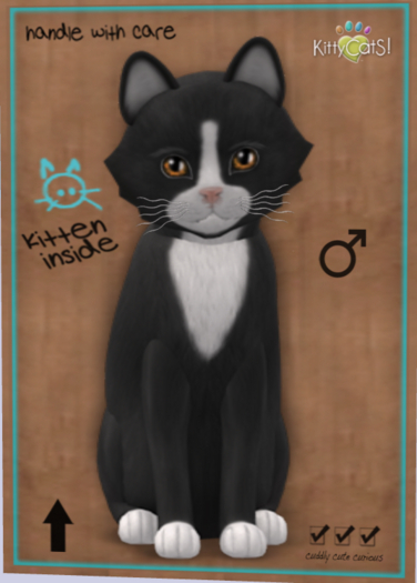 KittyCatS Box - New Born Kitten