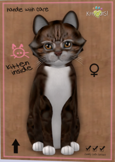 KittyCatS Box - New Born Kitten