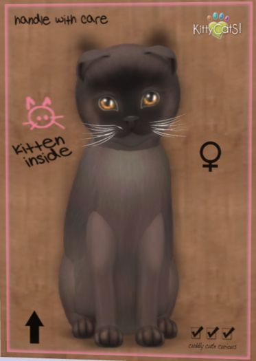 KittyCatS Box - New Born Kitten