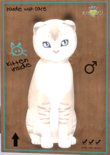 KittyCatS Box - New Born Kitten