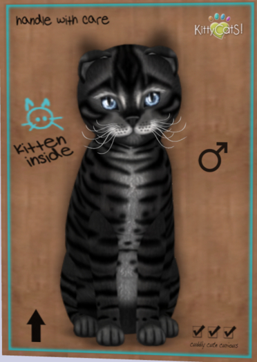 KittyCatS Box - New Born Kitten