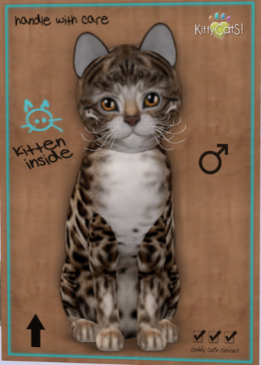 KittyCatS Box - New Born Kitten