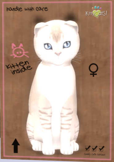 KittyCatS Box - New Born Kitten