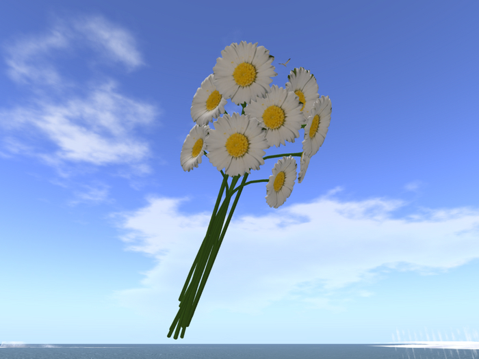 White daisy Bento