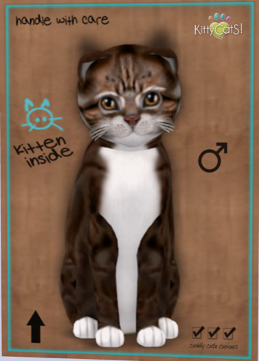 KittyCatS Box - New Born Kitten