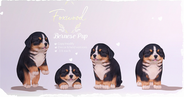 Foxwood - Bernese Pup