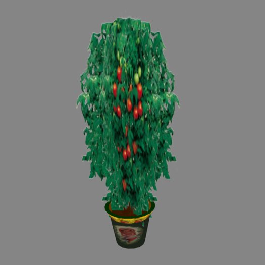 Growing Plant (Tomato) the Plant only