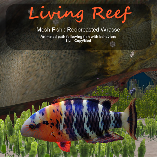 Inochi Reef : Mesh Fish - Redbreasted Wrasse
