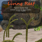 Inochi Reef - Taylor's Garden Eel